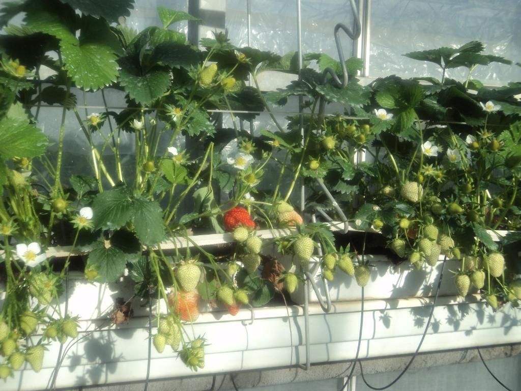 Juwel Fruithof Apartment Zepperen Cameră foto